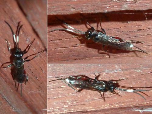 Cryptinae