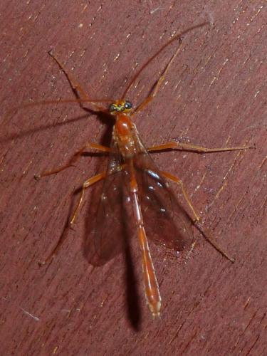 Réf. 305 484 : Enicospilus sp.