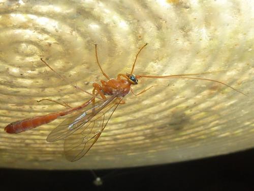 Réf. 305 485 : Enicospilus sp.