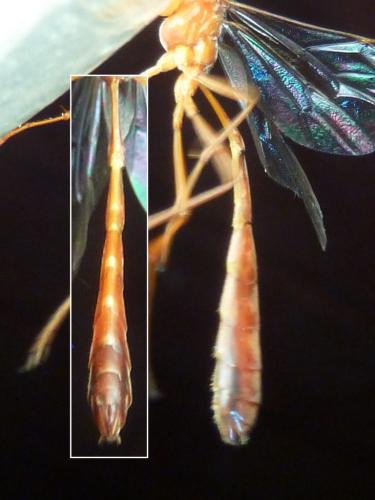 Réf. 305 486 : Enicospilus sp.