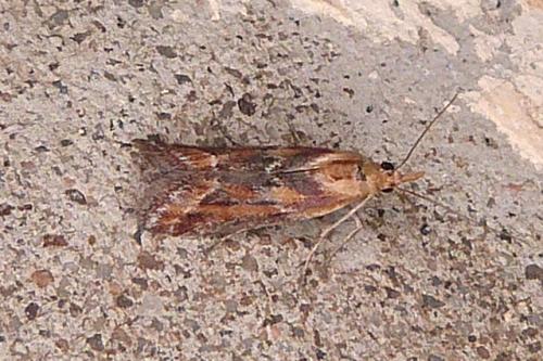 Ancylosis cinnamomella