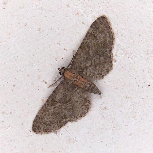 Réf. 305 559 : Eupithecia haworthiata