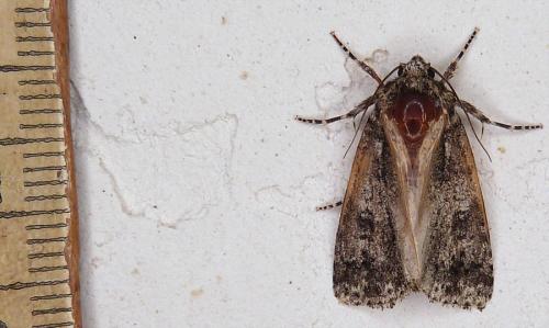 Réf. 305 560 : Acronicta sp.