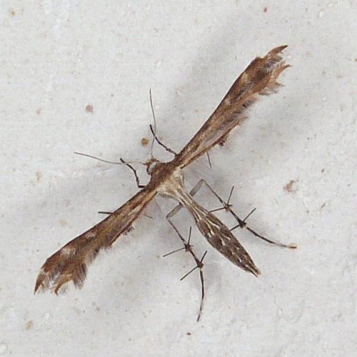 Pterophorinae