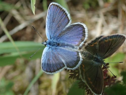 Réf. 305 767 : Plebejus idas