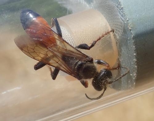 Réf. 305 148 : Sphex funerarius