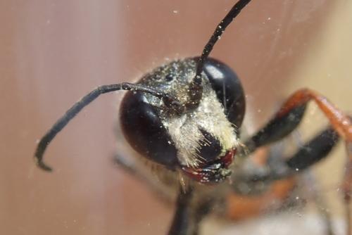Sphex funerarius