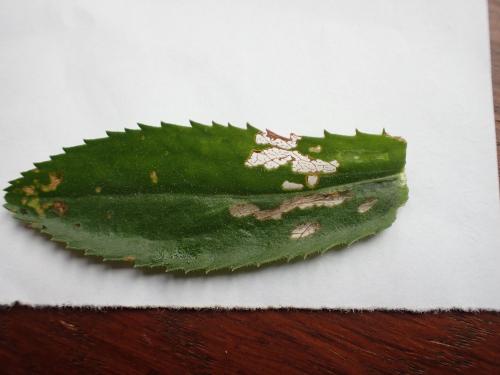 Bucculatrix nigricomella