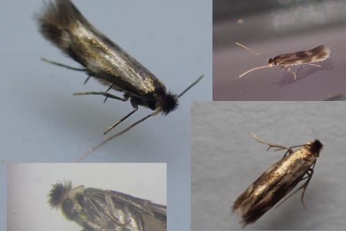 Bucculatrix nigricomella