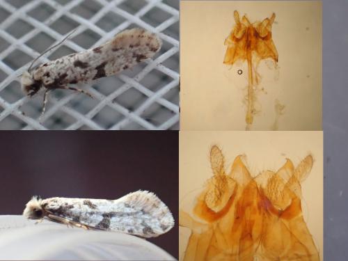 Réf. 305 547 : Nemapogon inconditella