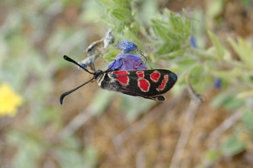 Zygaena carniolica