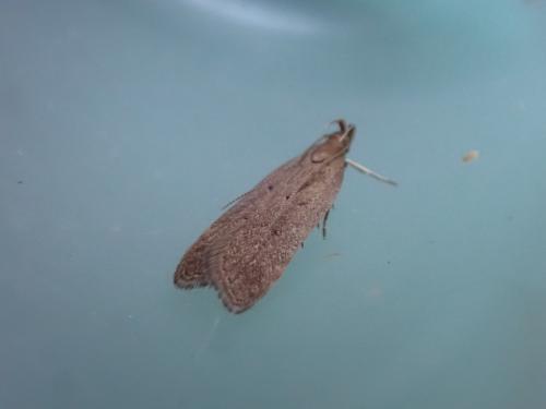 Helcystogramma lutatella