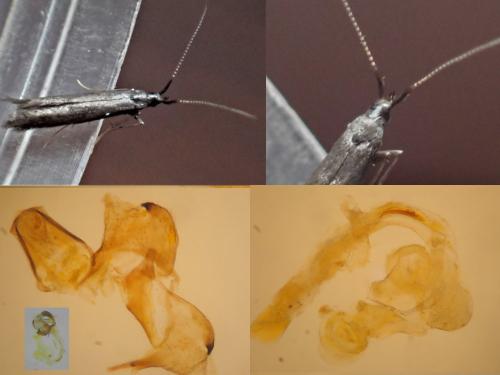 Réf. 305 699 : Coleophora sp.
