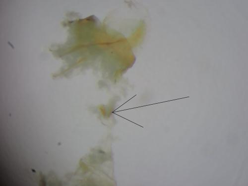 Réf. 305 950 : Helcystogramma lutatella