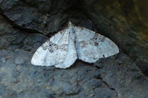 Réf. 305 735 : Xanthorhoe montanata