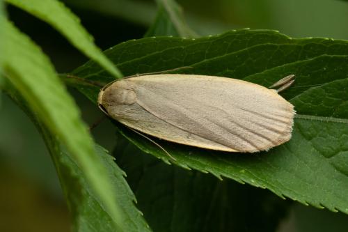 Eilema griseola