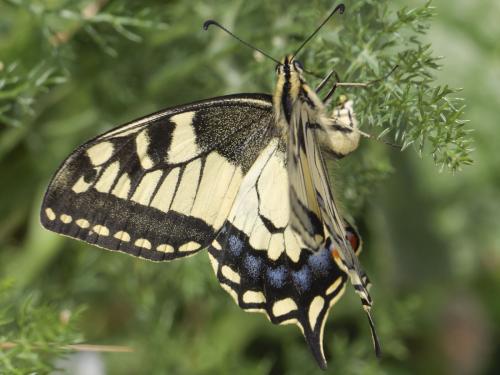 Réf. 305 111 : Papilio machaon