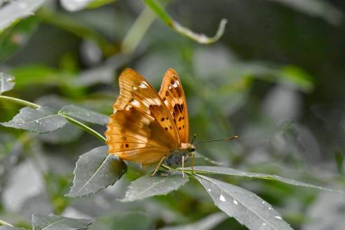 Apatura ilia