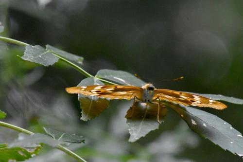 Apatura ilia