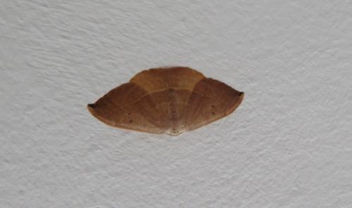 Watsonalla sp.