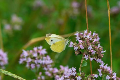 Pieris rapae