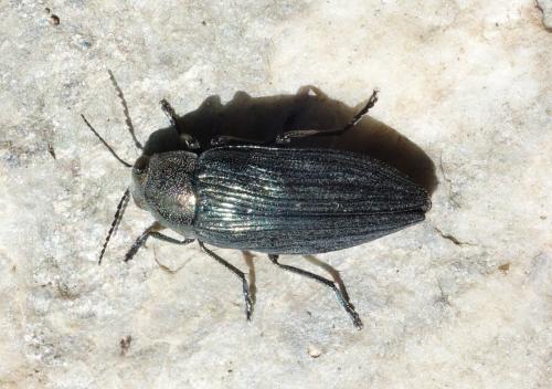 Réf. 305 388 : Buprestis rustica