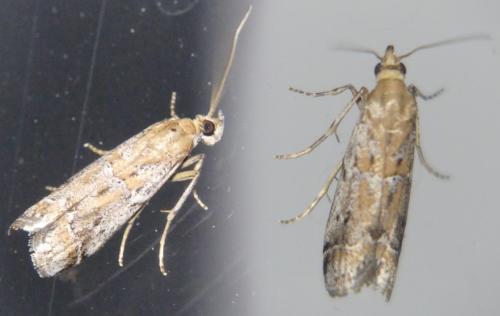 Pempeliella ardosiella
