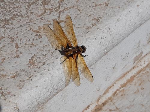 Réf. 305 091 : Epitheca bimaculata