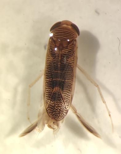 Sigara falleni