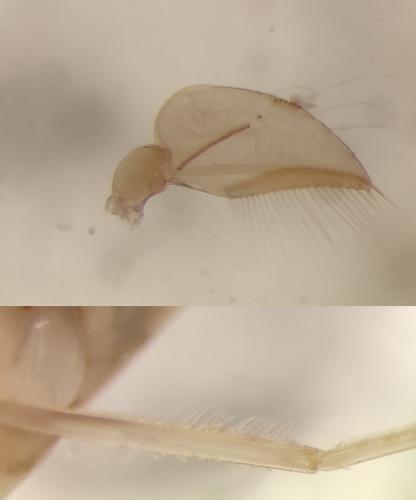 Sigara falleni