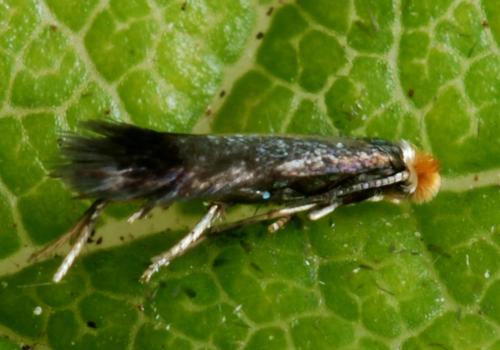 Stigmella anomalella