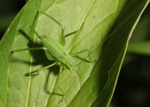 Leptophyes punctatissima