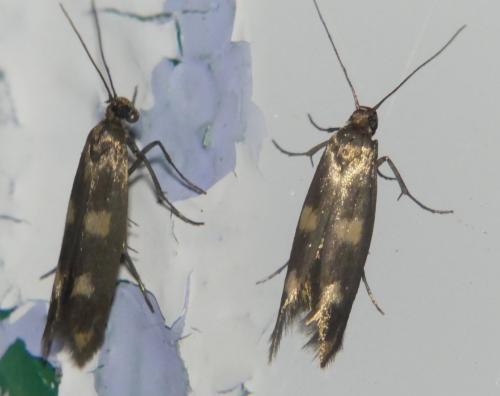 Réf. 305 038 : Scythris scopolella