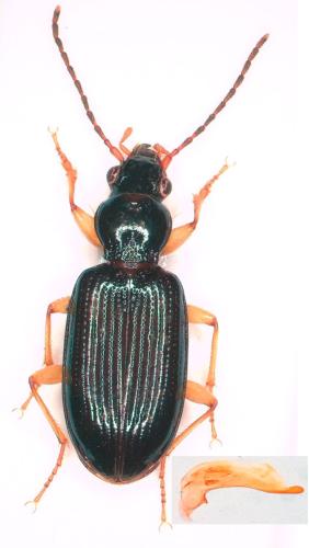 Sinechostictus ruficorne