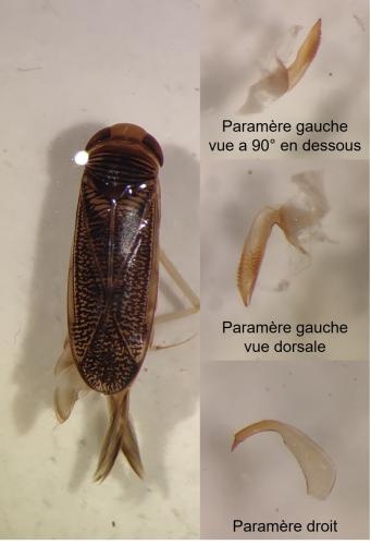 Sigara sp.
