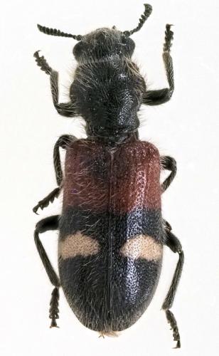 Réf. 305 083 : Tilloidea transversalis
