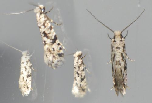 Réf. 305 041 : Nemapogon sp.