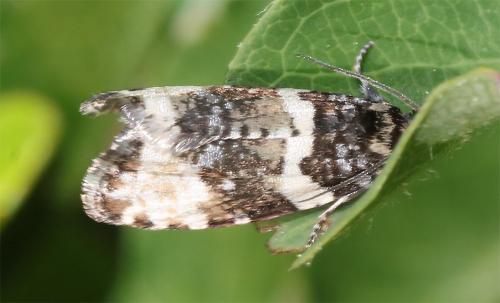 Phiaris bipunctana