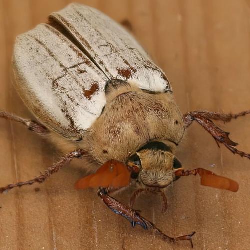Réf. 305 014 : Melolontha ciliciensis