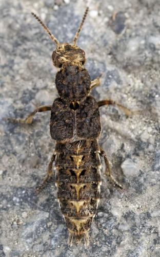 Dinothenarus pubescens