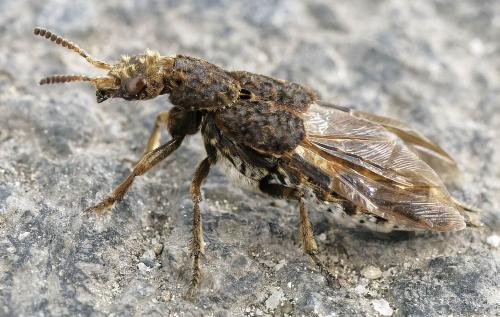 Dinothenarus pubescens