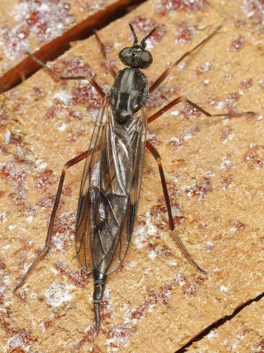 Xylophagus cinctus