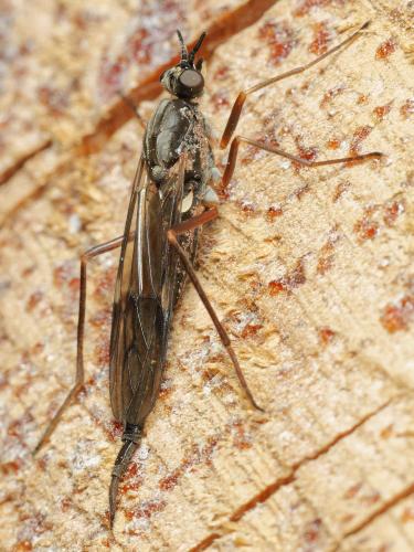 Xylophagus cinctus
