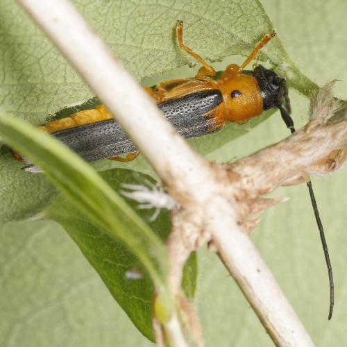 Oberea pupillata