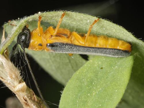 Oberea pupillata