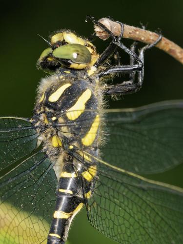 Réf. 305 839 : Cordulegaster bidentata