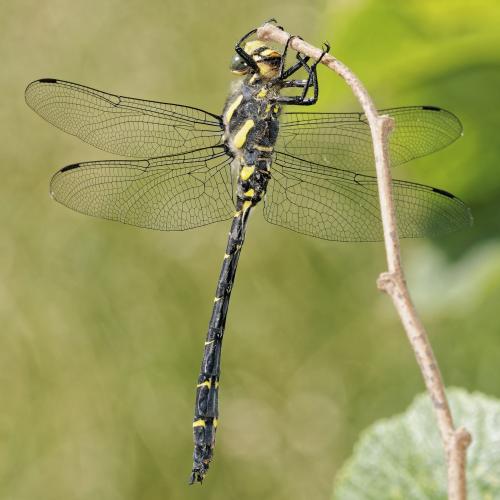 Réf. 305 838 : Cordulegaster bidentata