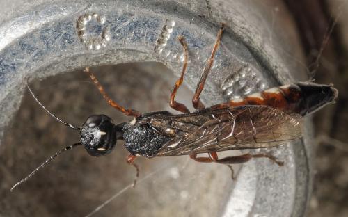 Xiphydria prolongata