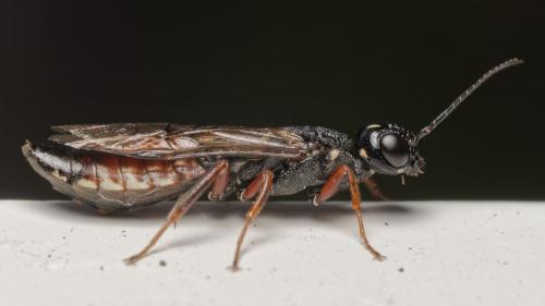 Xiphydria prolongata
