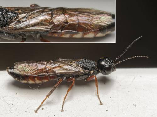 Xiphydria prolongata